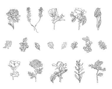 Farklı bitkilerin - vahşi, çilek, gül, krizantem ve gelincik yaprakları ile ayarla