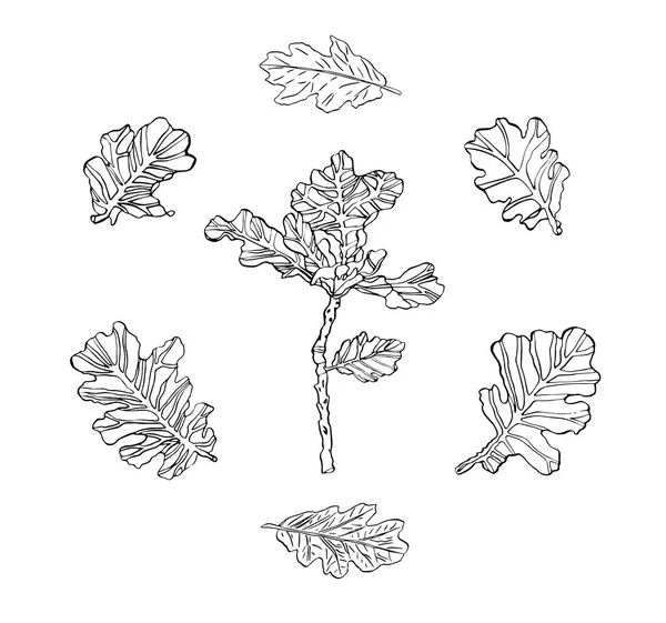 Векторный набор чернил, рисующих дубовые листья с полосой и веткой — стоковый вектор