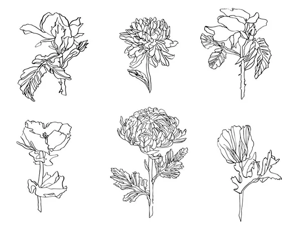 Conjunto de vetor de flores diferentes - rosa, crisântemo e papoula com folhas —  Vetores de Stock
