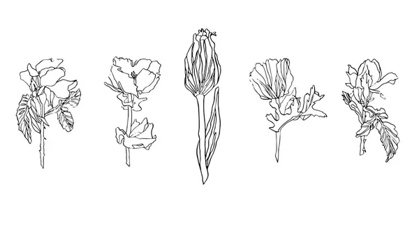 Vector Conjunto de diferentes flores - rosa, crisantemo y amapola con hojas — Vector de stock