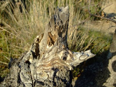 Bir alanda çimlerin arasında düşmüş ağaç eski güdük