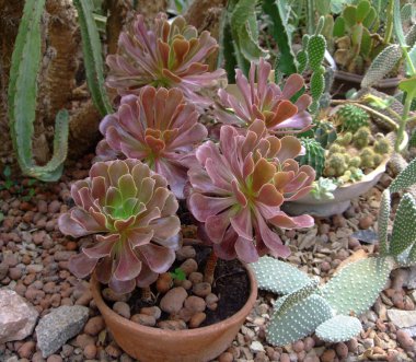 Kırmızı etli ve Botanik Bahçesi yapraklarda kaktüs