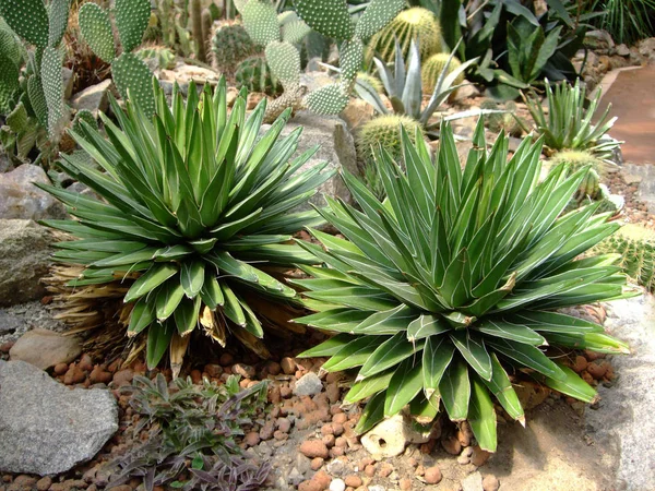 Zwei große Sukkulenten in Blättern im botanischen Garten — Stockfoto