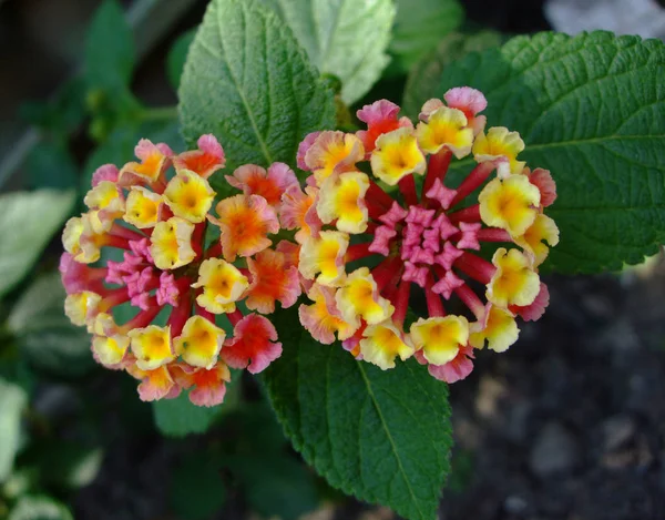 Dos coloridas flores de frambuesas crecen en hojas verdes — Foto de Stock