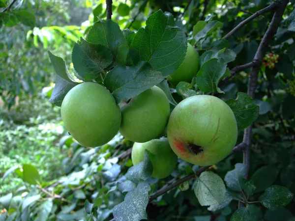 Grüne Apfelfrüchte wachsen auf Ästen zwischen Blättern am Baum — Stockfoto