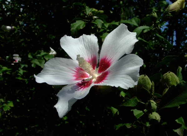 Ιβίσκος λουλούδι στον κήπο. Λεπτομέρεια της στημόνας — Φωτογραφία Αρχείου