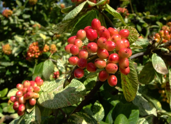 赤と緑の夏の低木に赤い果実アロニア — ストック写真