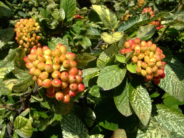 赤と緑の夏の低木に赤い果実アロニア — ストック写真