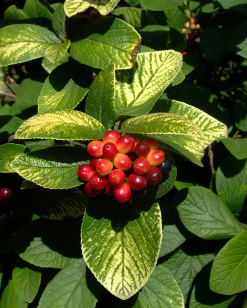 夏に低木に赤で赤い果実アロニア — ストック写真