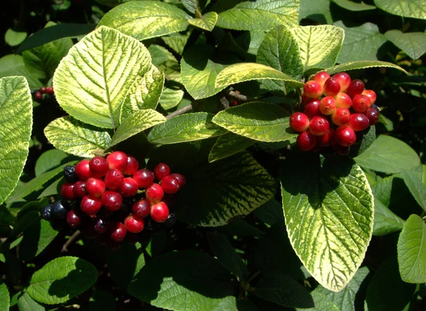 Bagas vermelhas Aronia em vermelho no arbusto no verão — Fotografia de Stock