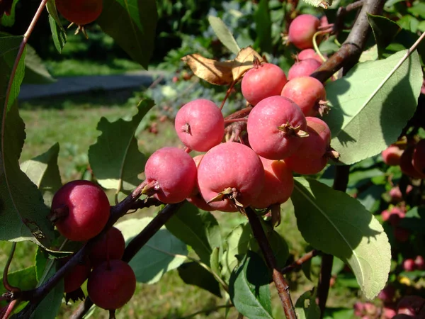 Kleine rote Äpfel wachsen auf Zweigen zwischen Blättern — Stockfoto