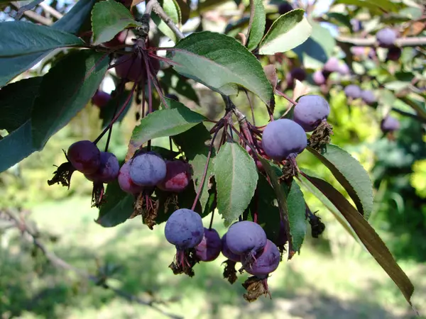 Petites pommes sauvages bleues rouges poussent sur la branche parmi les feuilles — Photo