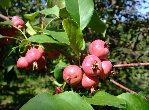 Kleine rote Äpfel wachsen auf Zweigen zwischen Blättern — Stockfoto