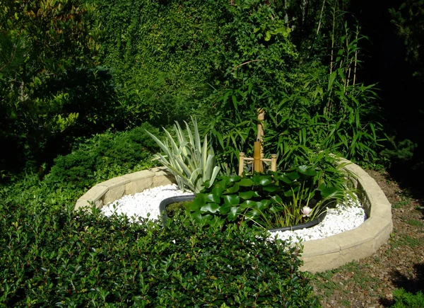 Pequeño estanque de agua verde en el jardín botánico — Foto de Stock