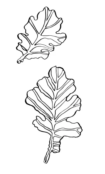 装饰向量墨水画橡木叶子与条纹 — 图库矢量图片