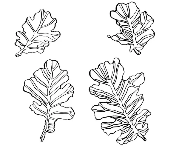 Dekorativa set vektor bläck ritning ek blad med randig — Stock vektor