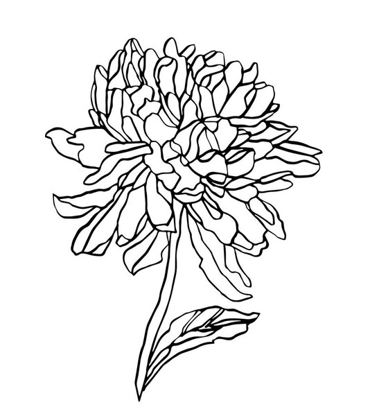 Decorative vector ink of drawing chrysanthemum flower