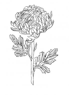 Çizim krizantem çiçek dekoratif vektör mürekkep