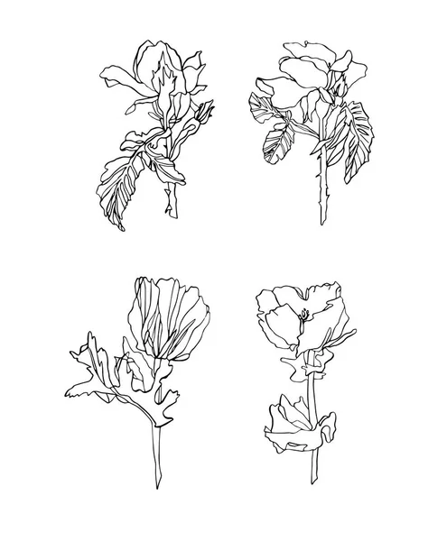 Vector set van verschillende bloemen-Rose en poppy met bladeren — Stockvector