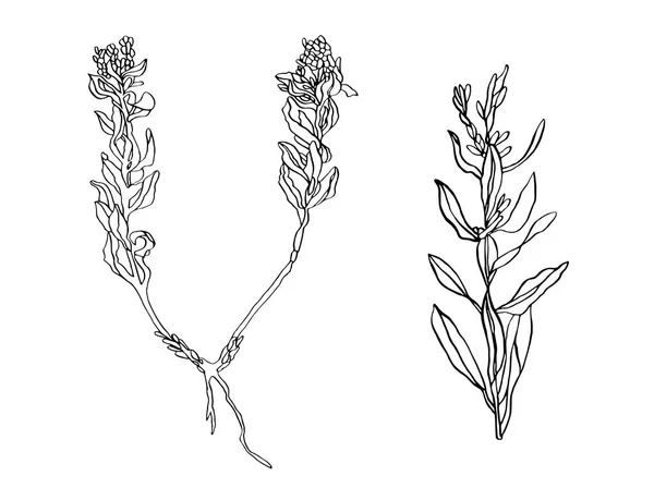 벡터 잎을 가진 두 야생 식물 분기 — 스톡 벡터
