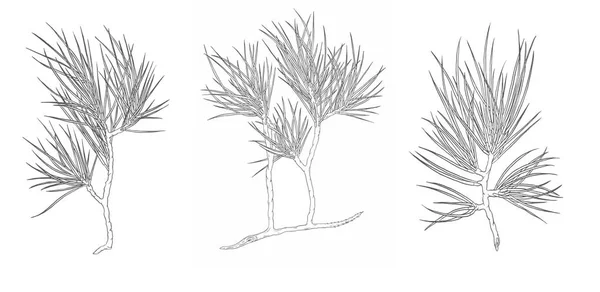 Sada vektoru dekorativní větev vánočního borového stromu. Obrysový obrázek — Stockový vektor