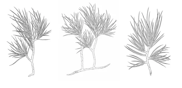 ベクトルセットクリスマスツリーの装飾枝。輪郭図 — ストックベクタ