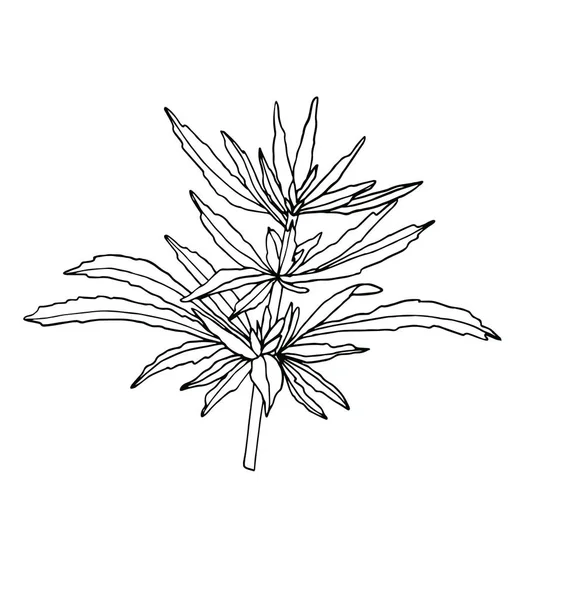 Декоративная ветвь большой конопли с листьями — стоковое фото