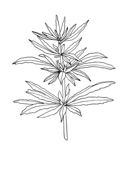 잎과 큰 대마의 벡터 장식 분기 — 스톡 벡터