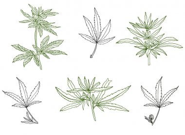 Büyük kenevir ve yaprakları yeşil şube dekoratif seti