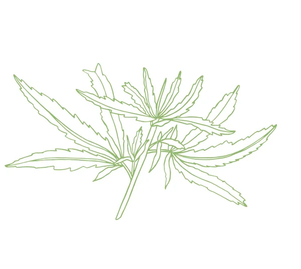 Dekoracyjne gałąź Zielona konopi z liści — Zdjęcie stockowe