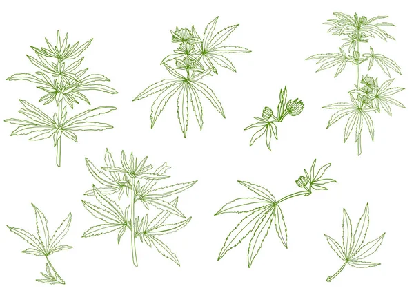 Conjunto decorativo de rama verde de cáñamo grande y hojas — Foto de Stock