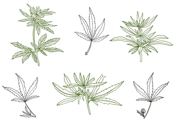 큰 대마와 잎의 녹색 가지의 장식 세트 — 스톡 사진