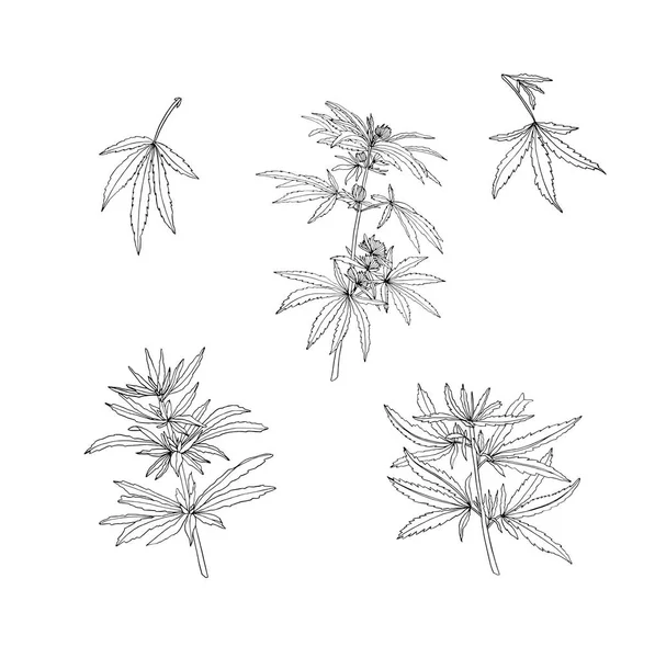Serie vettoriale di ramo verde di canapa grande e foglie — Vettoriale Stock