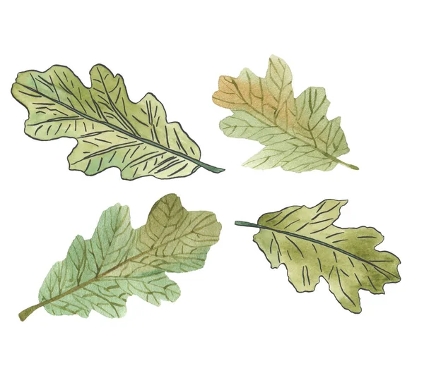 수채화 녹색 오크 잎 검은 줄무늬 — 스톡 사진