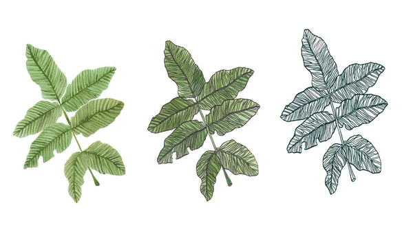 Akvarelu větev zelených listů s prorostlý — Stock fotografie