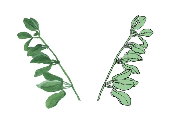 Акварельна гілка зеленого листя зі стрімкими — стокове фото
