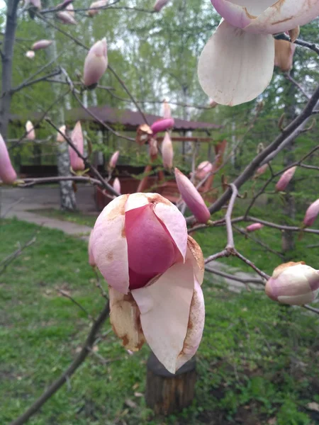 Magnolia rosa crescer e florescer no jardim botânico — Fotografia de Stock