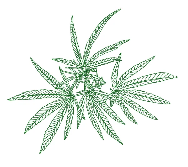 Dekoracyjna zielona gałąź dużego konopi z liśćmi — Zdjęcie stockowe