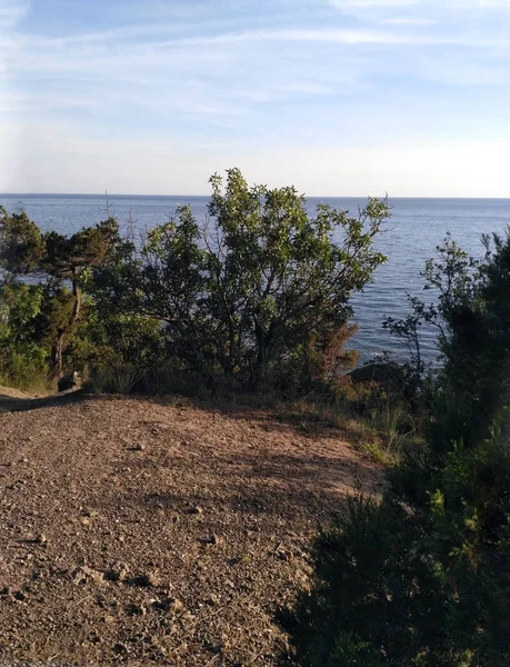 海滩上有松树和石头的大海海岸线。黑海。克里米亚 — 图库照片