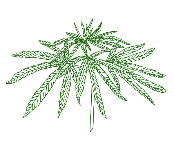 Decorative green branch of big hemp with leaves — Stock Photo, Image