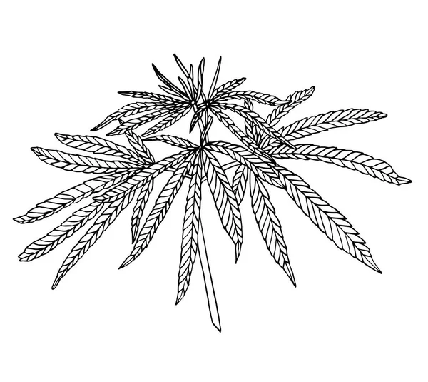 Vecteur Branche décorative de gros chanvre aux feuilles — Image vectorielle