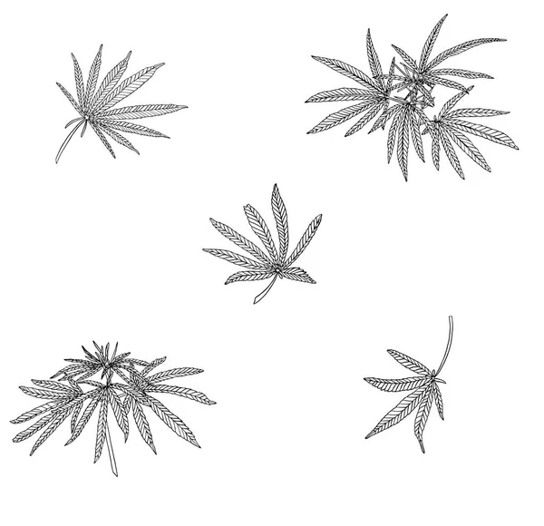 大麻叶分支的矢量装饰集 — 图库矢量图片