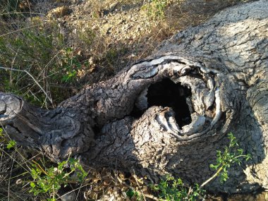 Ormanda kabuğu delik ile ağaç kütüğü