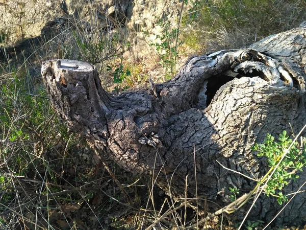 Ormanda kabuğu delik ile ağaç kütüğü
