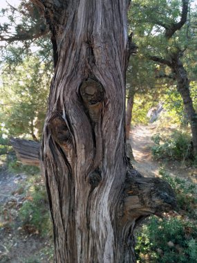 Ormanda büyüyen alışılmadık bir fantezi şekli eski ağaç gövdesi