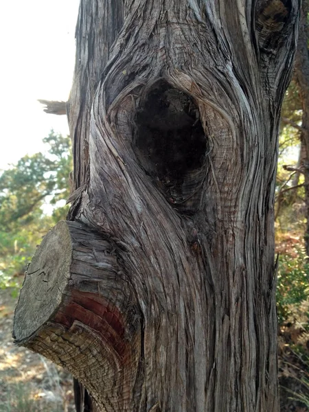 Antiguo tronco de árbol de una inusual forma de fantasía que crece en el bosque — Foto de Stock