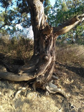 Ormanda büyüyen alışılmadık bir fantezi şekli eski ağaç gövdesi