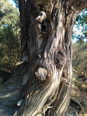 Ormanda büyüyen alışılmadık bir fantezi şekli eski ağaç gövdesi