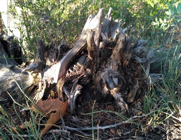 Träd stubbe med hål i barken i skogen — Stockfoto