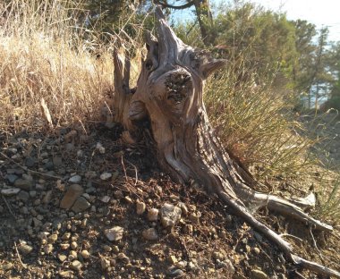 Ormanda kabuğu delik ile ağaç kütüğü